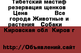 Тибетский мастиф резервация щенков › Цена ­ 100 000 - Все города Животные и растения » Собаки   . Кировская обл.,Киров г.